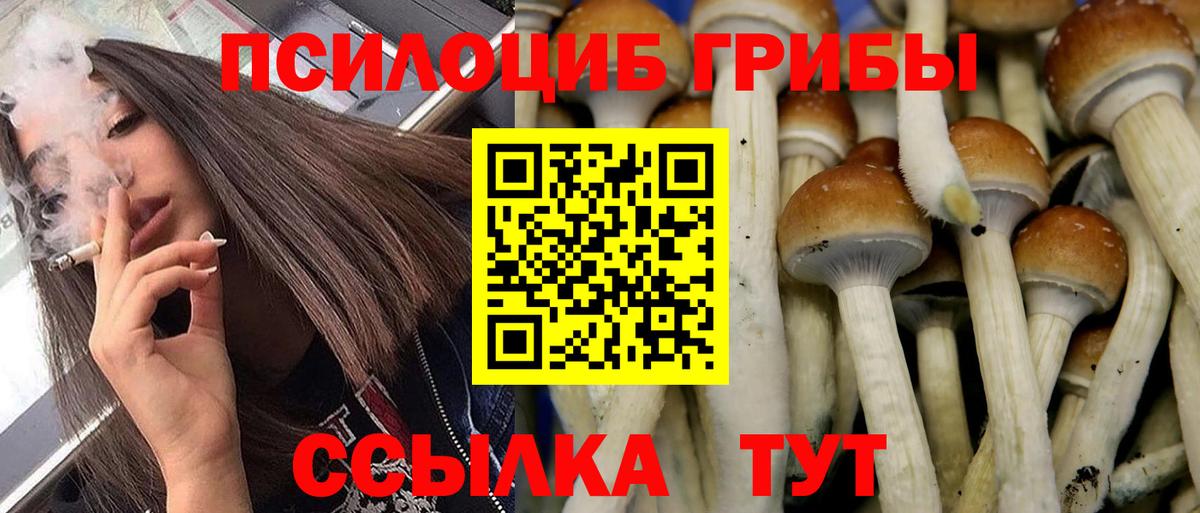 Галлюциногенные грибы Cubensis  Псилоцибиновые грибы прущие грибы  Чайковский  Вход с VPN 